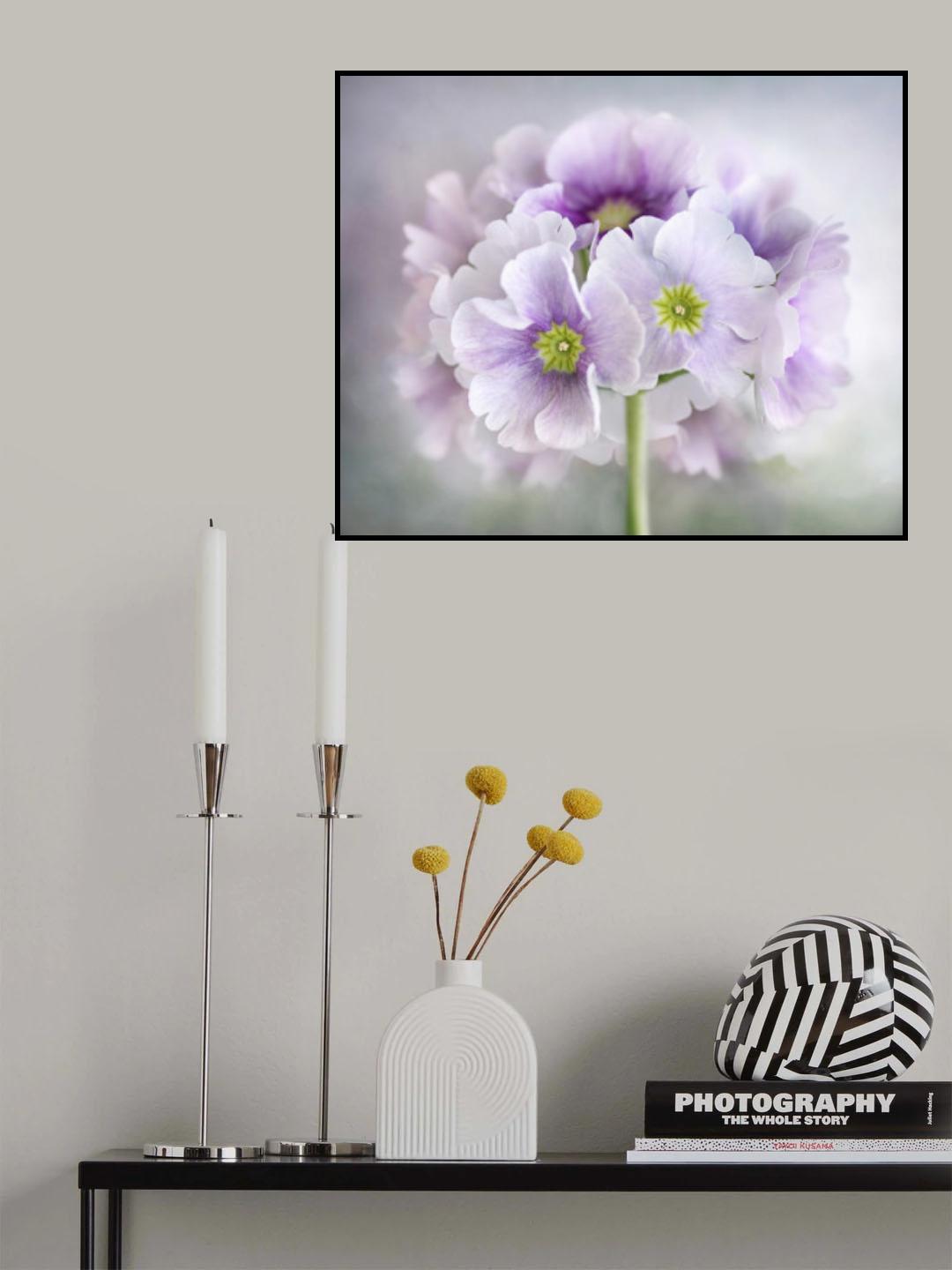 Primula Poster och Canvastavla