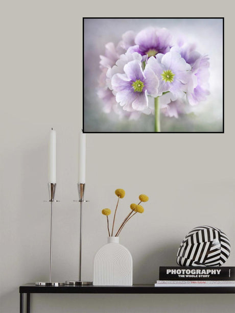 Primula Poster och Canvastavla