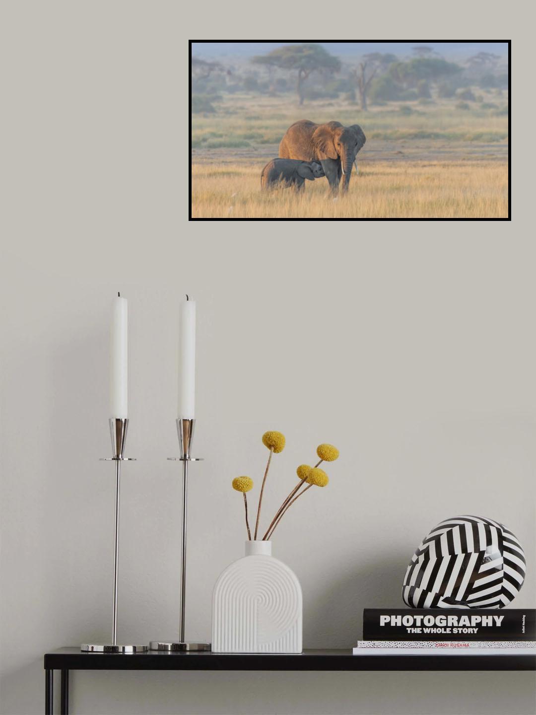 Milking under sunrise Poster och Canvastavla