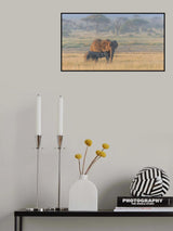 Milking under sunrise Poster och Canvastavla