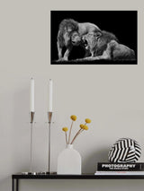 Face to Face Poster och Canvastavla