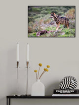 Iberian wolf Poster och Canvastavla