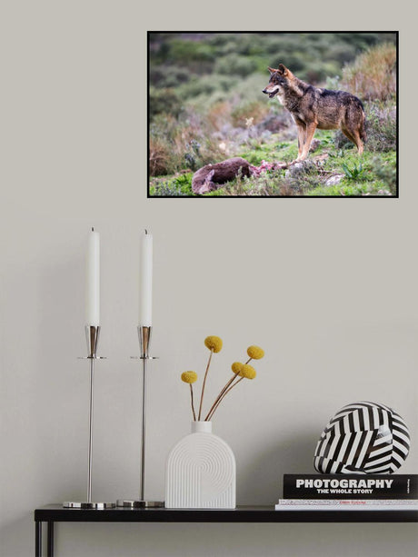 Iberian wolf Poster och Canvastavla