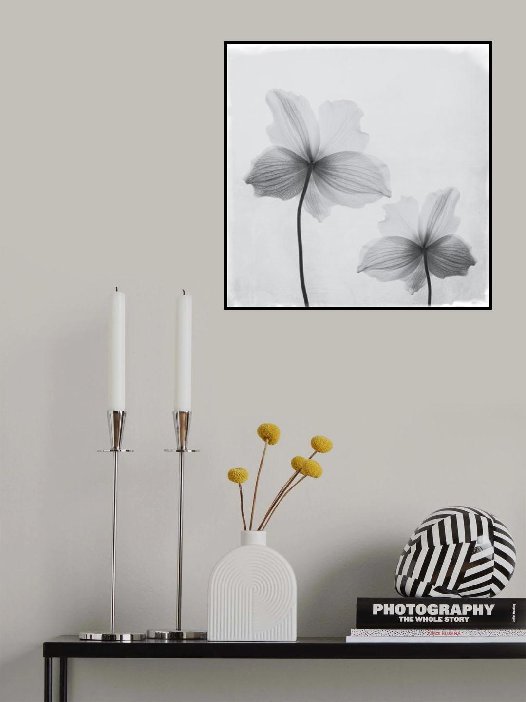 Anemone hupehensis Poster och Canvastavla