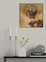 Little Owl Poster och Canvastavla