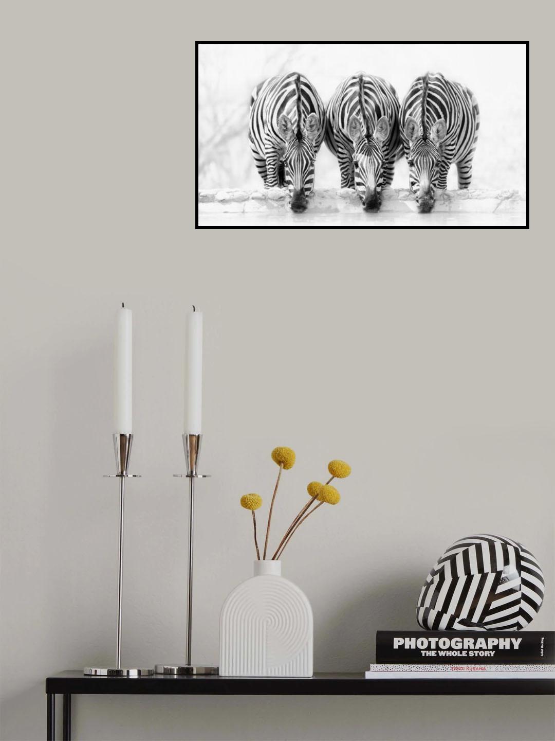 Zebras Poster och Canvastavla