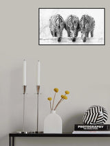 Zebras Poster och Canvastavla