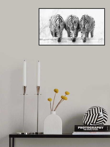 Zebras Poster och Canvastavla