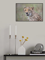 The Cat Poster och Canvastavla