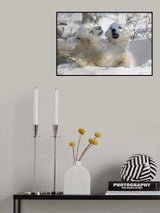 Playful Sibling Poster och Canvastavla