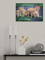 Cuteness personified Poster och Canvastavla