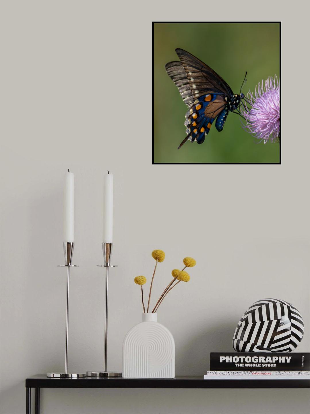 Pipevine swallowtail Poster och Canvastavla