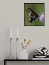 Pipevine swallowtail Poster och Canvastavla