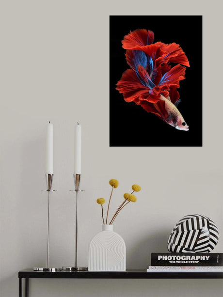 Like a flower of bettafish Poster och Canvastavla