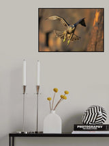 Peregrine Falcon Poster och Canvastavla
