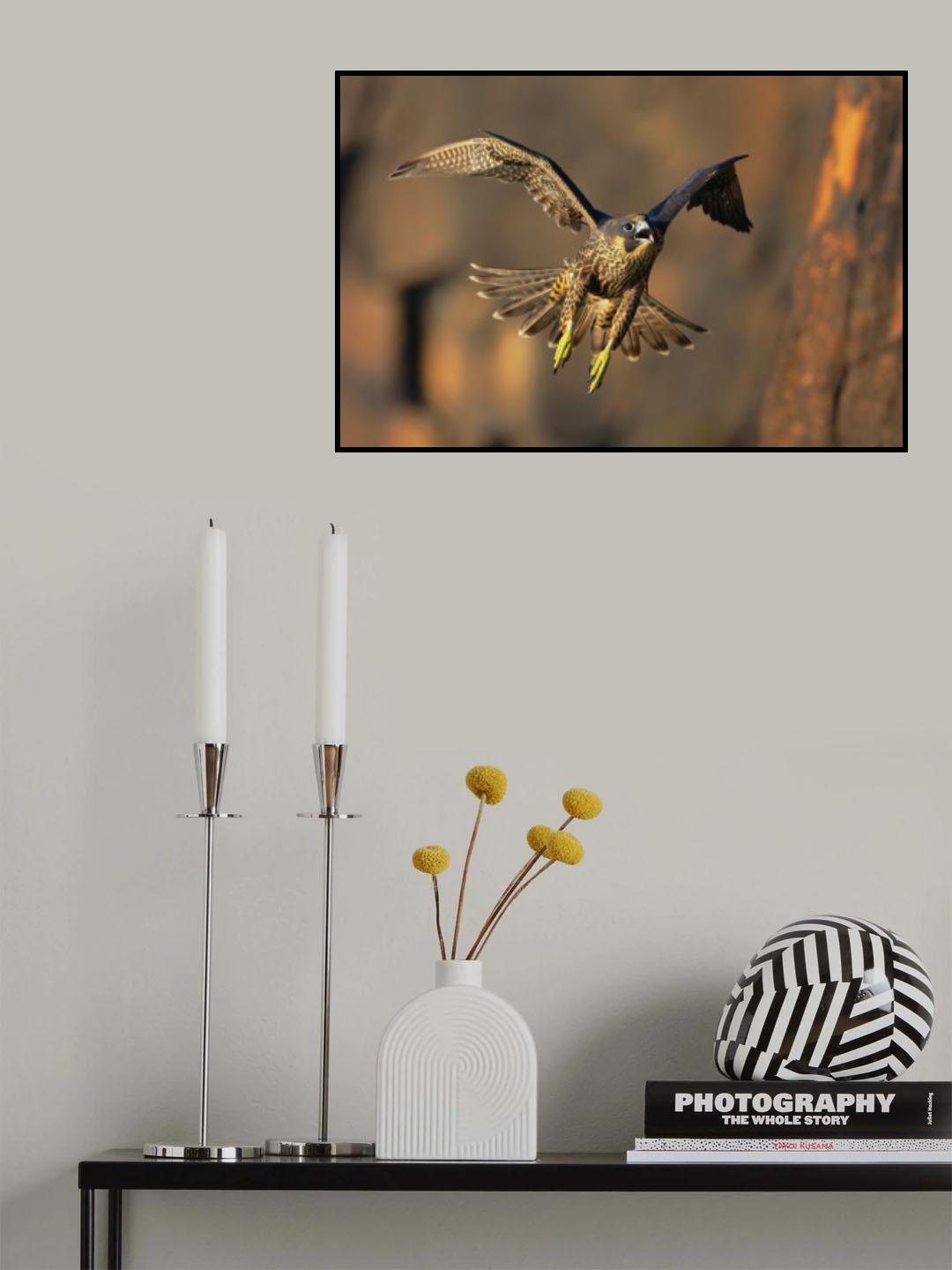 Peregrine Falcon Poster och Canvastavla