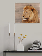 Lion Gazing Poster och Canvastavla