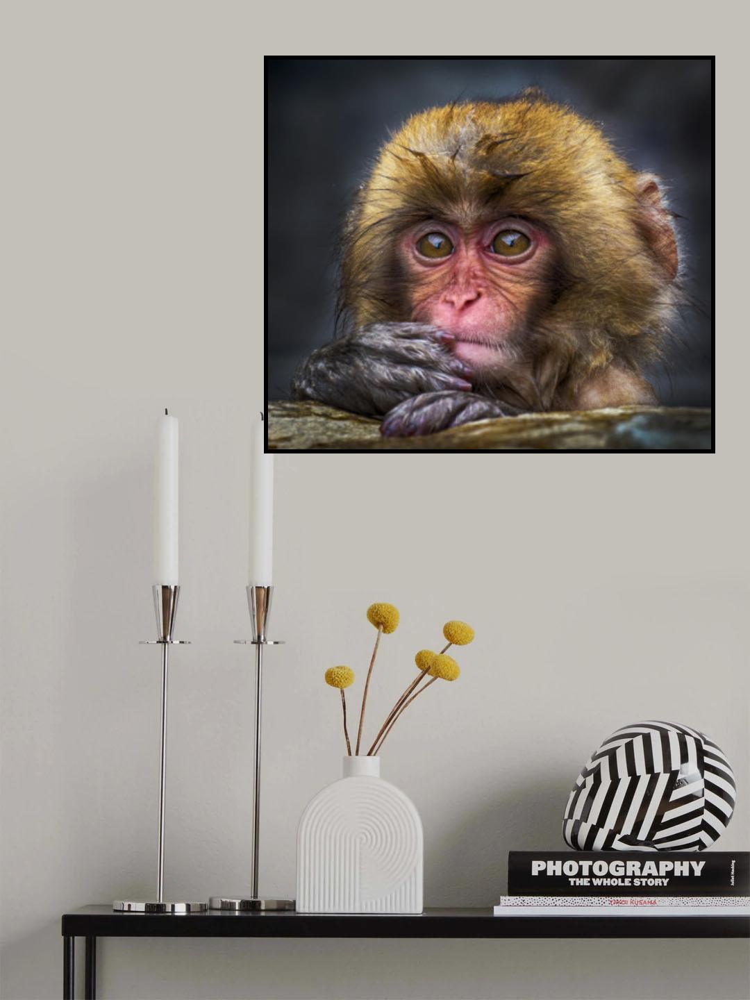 Curious Poster och Canvastavla