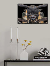 Longhorn Beetle Poster och Canvastavla