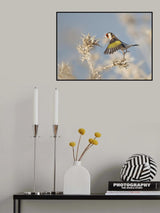 Goldfinch - carefull Poster och Canvastavla