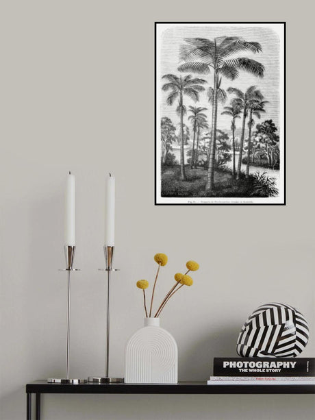 Vintage Palm Tree Drawing Ii Poster och Canvastavla