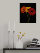 multicolored Gerbera flowers Poster och Canvastavla