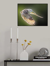 Flying Owl Poster och Canvastavla