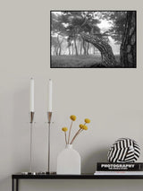 pine Poster och Canvastavla