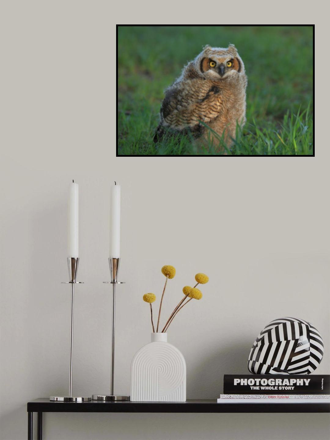 Great Horned Owl …Baby Poster och Canvastavla
