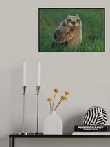 Great Horned Owl …Baby Poster och Canvastavla