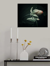 Lotus 6 Poster och Canvastavla