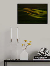 Solo Tree Poster och Canvastavla
