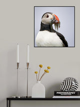 Lunch time / portrait of a puffin Poster och Canvastavla