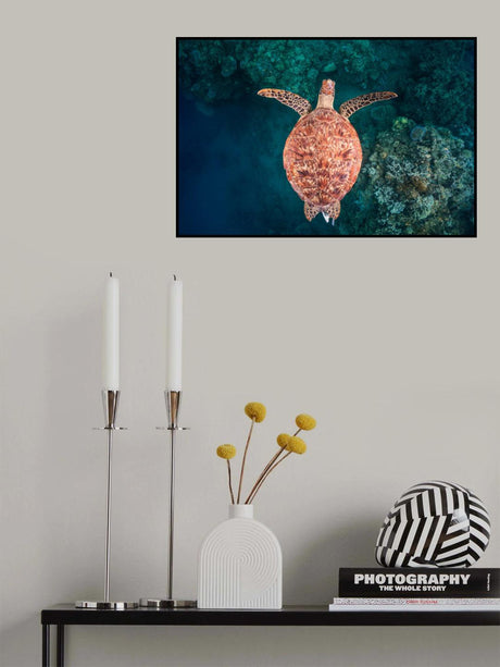 Flying over the reef Poster och Canvastavla