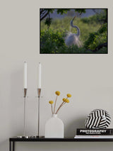 Graceful Dancer (1) Poster och Canvastavla