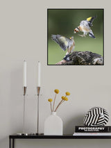 Goldfinches. "Don't talk down to Me " Poster och Canvastavla