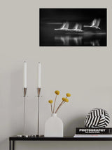 The swans in flight Poster och Canvastavla