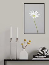 Small white flower_1 Poster och Canvastavla