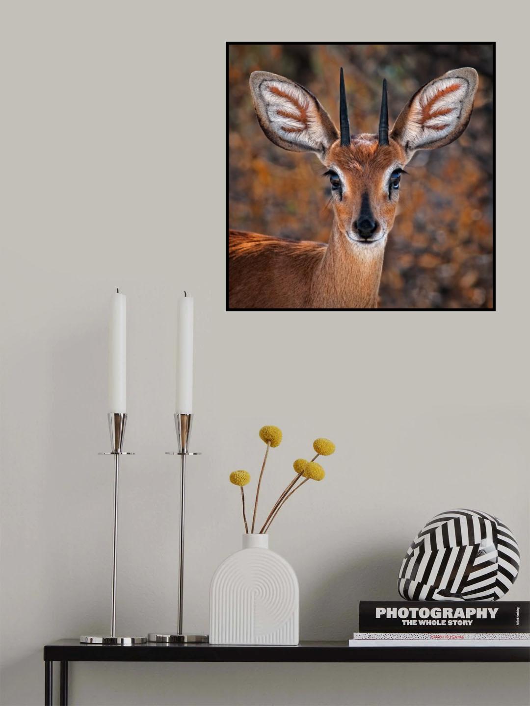 Steenbok, one of the smallest antelope in the world Poster och Canvastavla