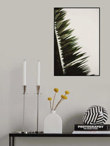 Palm Branches Poster och Canvastavla