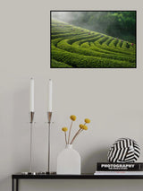 Green Tea Farm Poster och Canvastavla