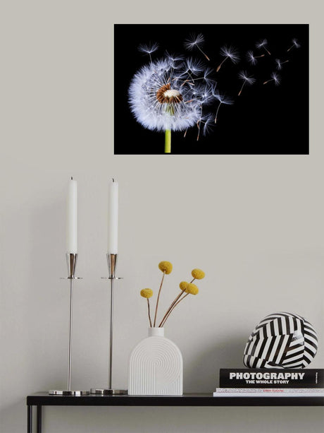 Dandelion Blowing Poster och Canvastavla