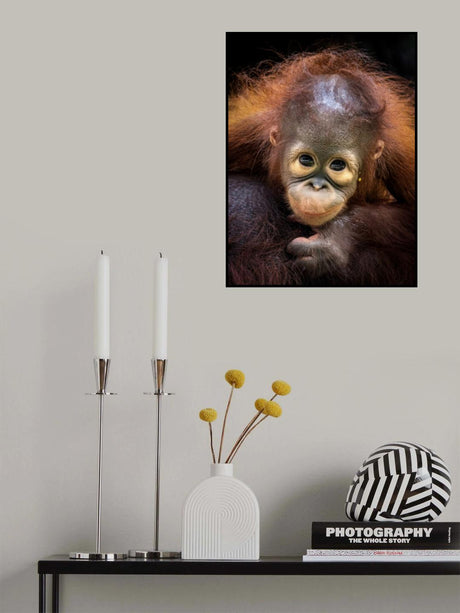 Hai Boss Poster och Canvastavla