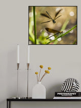 Damselfly dance Poster och Canvastavla