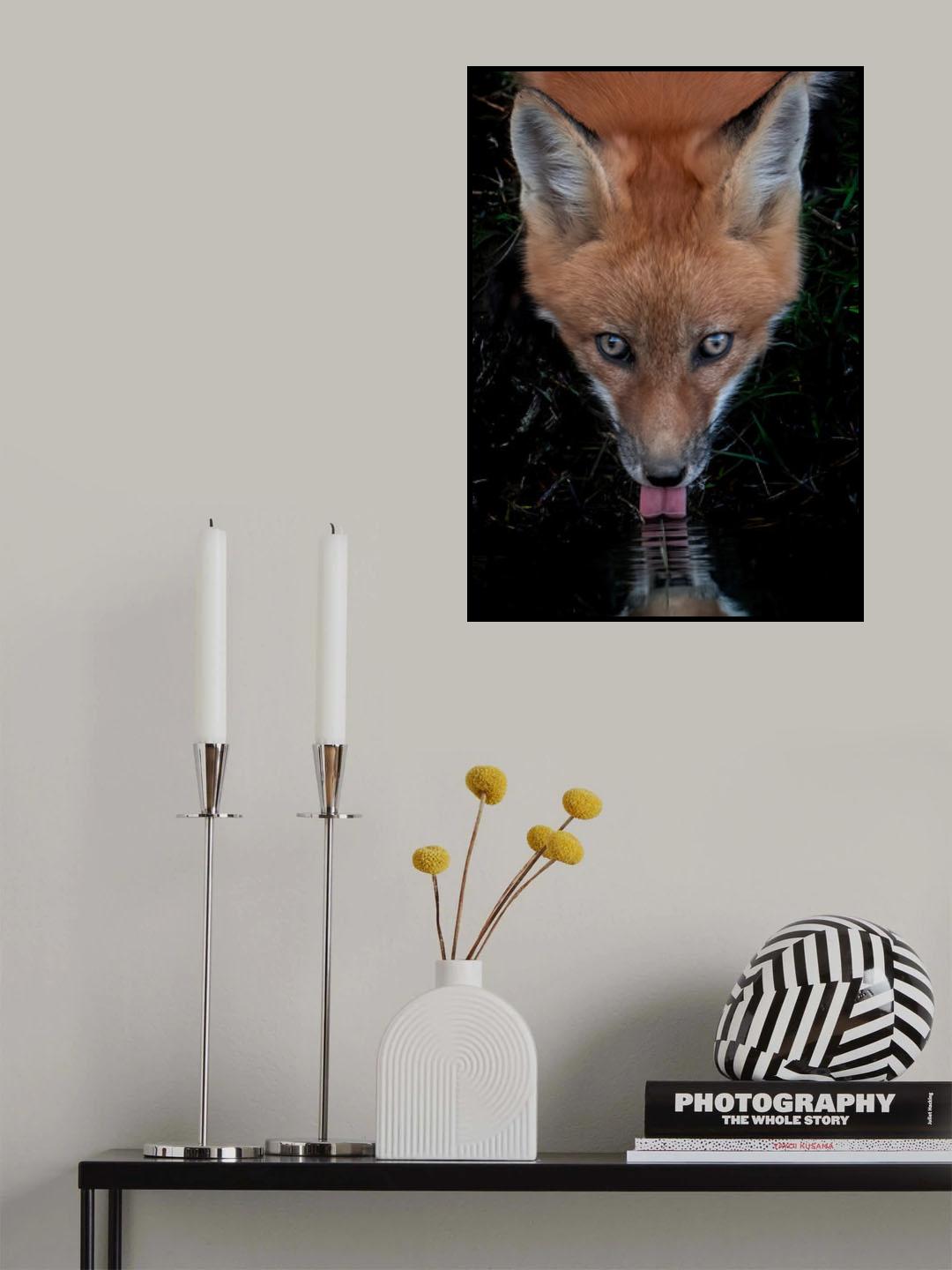 Red Fox Poster och Canvastavla
