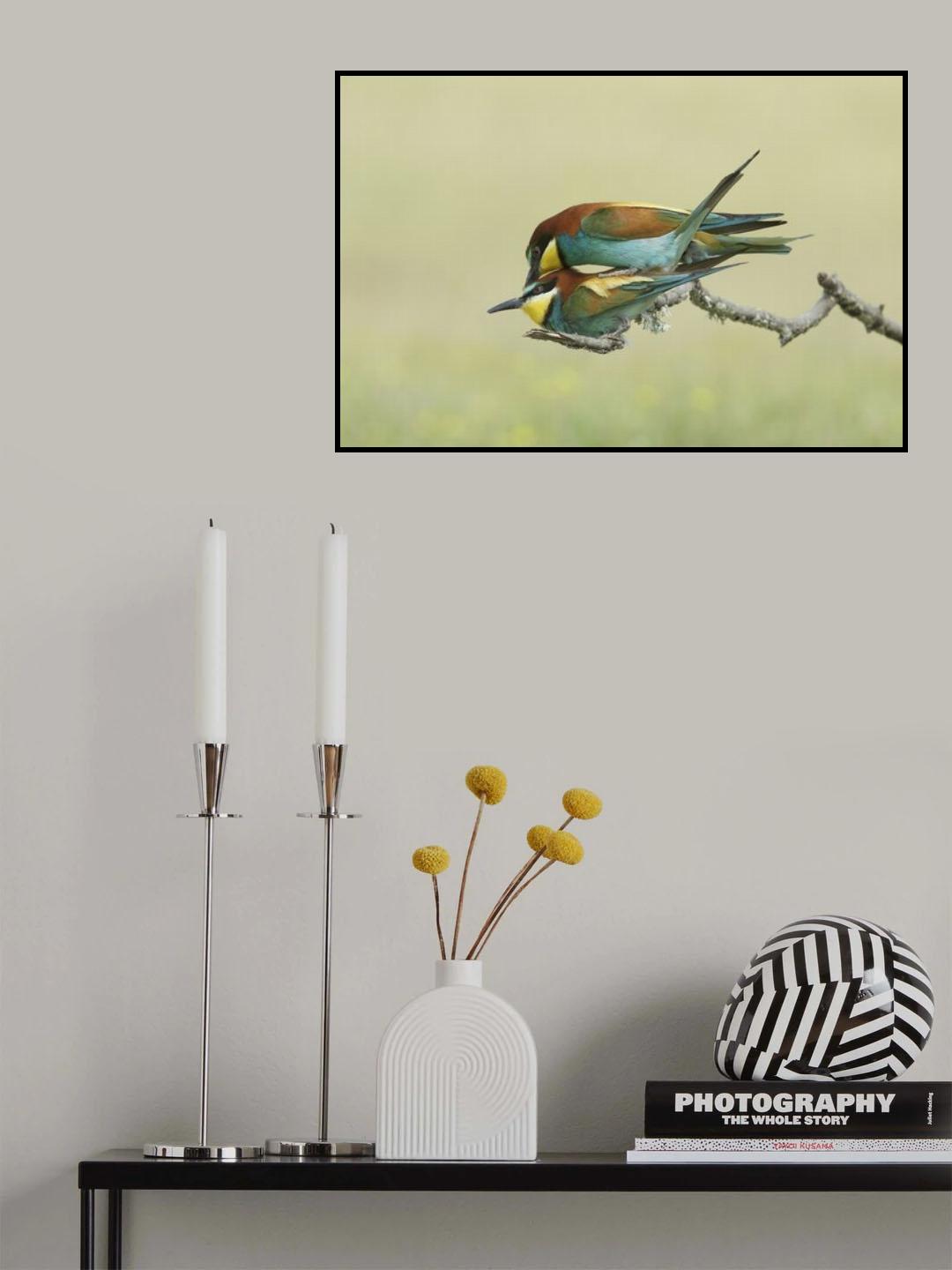 Making little Bee-eaters - 2 Poster och Canvastavla