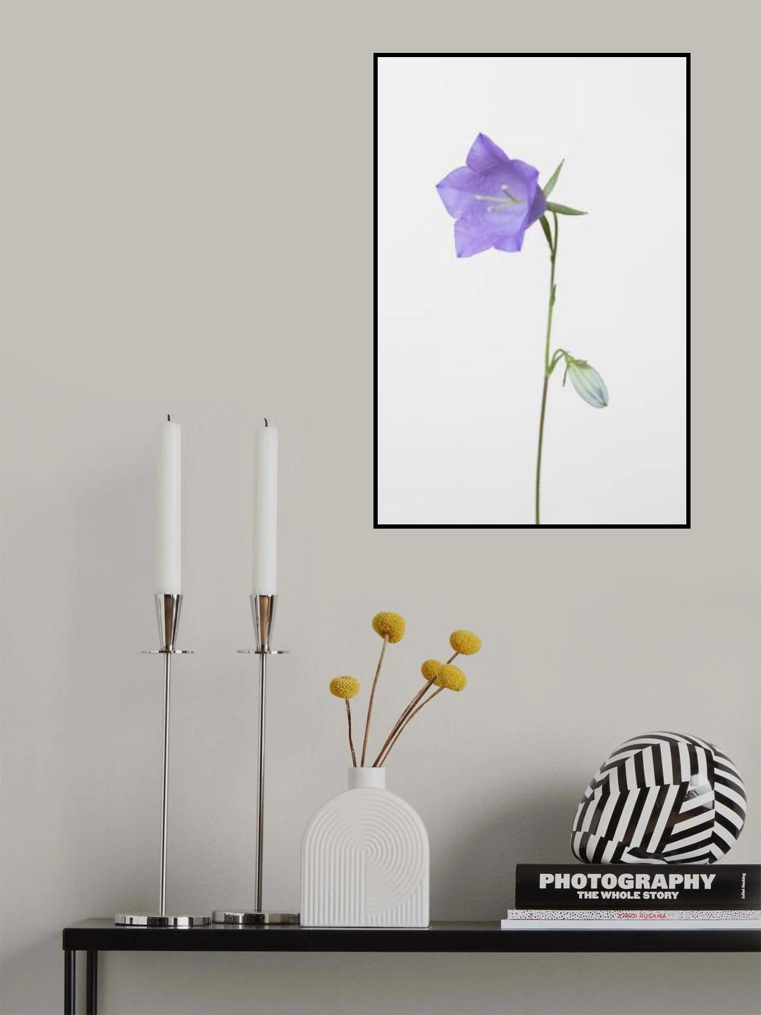 Bluebell_gray background Poster och Canvastavla