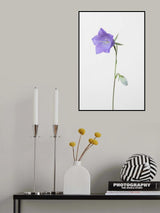 Bluebell_gray background Poster och Canvastavla