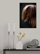 pony shetland portrait Poster och Canvastavla