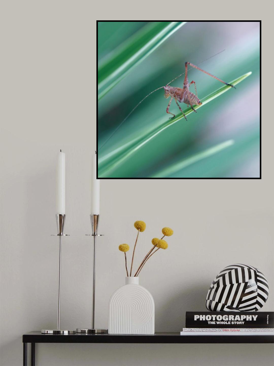 Tightrope walker... Poster och Canvastavla